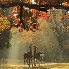 two deer standing in the middle of a field under a tree with sunbeams