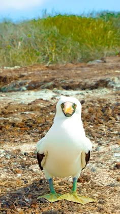 Nazca Booby Shore Birds, Ecuador Travel, Cool Creatures, Shorebirds, Extinct Animals, Cool Animals, Finches, Birds And Butterflies