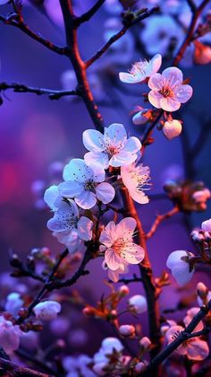 the flowers are blooming on the tree branch in the evening light, with purple and pink lighting