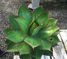 a large green plant sitting on top of a wooden table