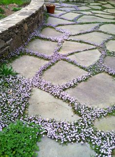 a stone walkway with purple flowers growing on it