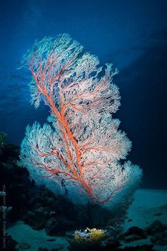 an underwater view of corals and seaweed on the ocean floor with dark blue water