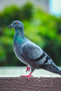 a pigeon standing on the edge of a wall