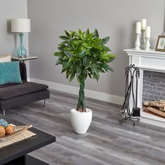 a living room filled with furniture and a large potted plant on top of a coffee table