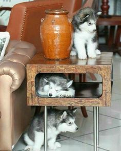 two small puppies are sitting on a coffee table in front of a brown vase