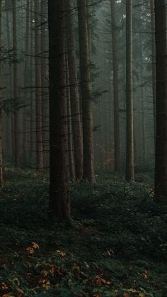 a forest filled with lots of tall trees covered in green and brown leaves on the ground