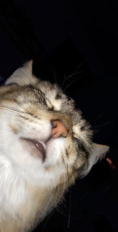 a close up of a cat with its eyes closed