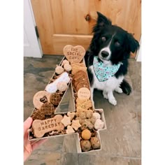 a black and white dog sitting next to a box of treats