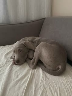 a dog laying on top of a bed next to a window