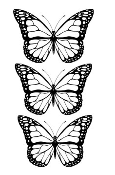 three butterflies that are black and white