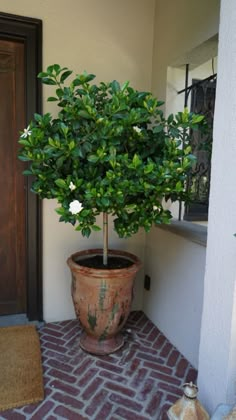 a potted plant sitting on top of a brick floor next to a door way