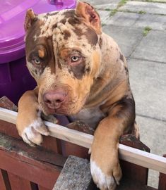 a brown and white dog sitting on top of a wooden fence