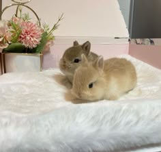 two small rabbits are sitting on a white blanket next to a vase with pink flowers