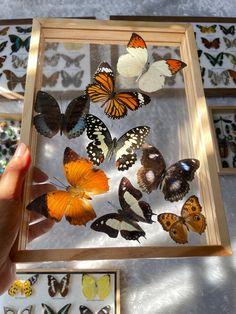 a person holding up a box with many butterflies in it