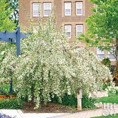 a white flowering tree in front of a brick building