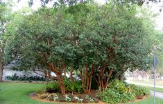 a large tree with lots of green leaves in the middle of a yard next to a sidewalk