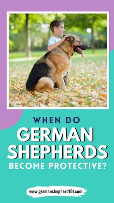 a german shepherd dog sitting in leaves with the words when do german shepherds become protective?