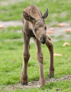 a baby goat standing on top of a lush green field