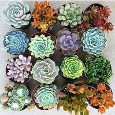 many different types of succulents in pots