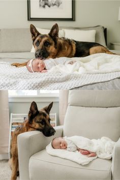 a dog laying on top of a couch next to a baby in a bed with a blanket