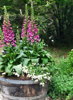 purple and white flowers are in a barrel next to some green plants on the ground