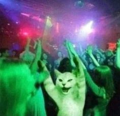 a cat is dancing at a party with other people in the back ground and onlookers