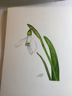 a drawing of a white flower with green leaves