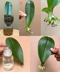 the process of making a flower in a glass vase with water and dirt on it