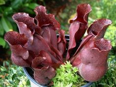 some red flowers are in a pot on the ground and green grass is around them