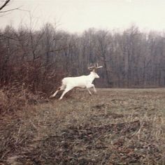 a white deer running through a field with trees in the background