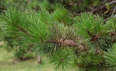 a pine tree branch with some cones on it