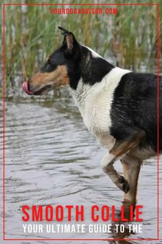 a black and white dog standing in water next to tall grass with the words smooth collie on it