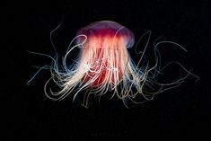 an orange and white jellyfish floating in the water