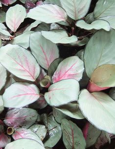 some pink and white leaves in the ground