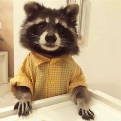 a raccoon in a yellow shirt sitting on top of a white counter next to a sink