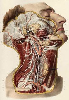 an antique medical illustration of the head and neck