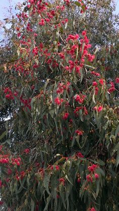 a tree with red flowers and green leaves