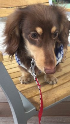 a small brown and white dog sitting on top of a wooden bench next to a red leash