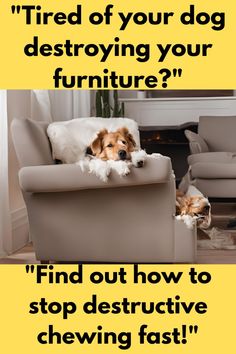 a dog laying on top of a chair next to a fire place with the caption'tired of your dog destroying your furniture? & find out how to stop destructiveive chewing fast