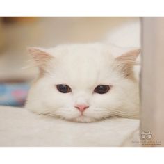 a white cat with blue eyes laying down