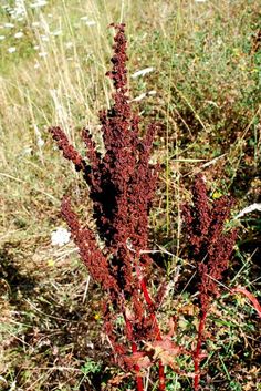 some very pretty plants in the grass by itself and one is red with brown leaves