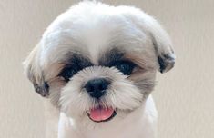 a small white and gray dog with its tongue out