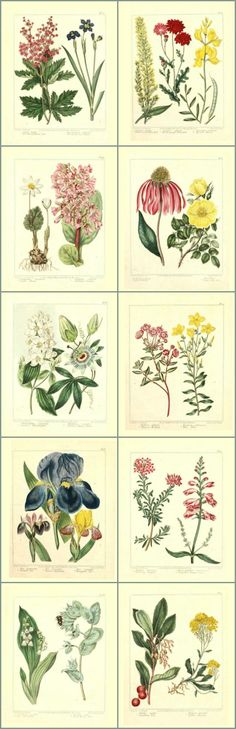 an image of various flowers and leaves