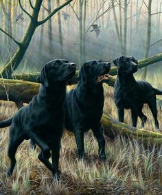 two black dogs are standing in the woods