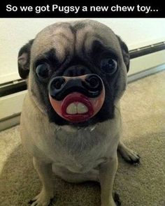 a pug dog with a fake tongue sticking out its tongue