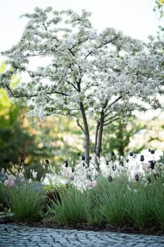 white flowers are blooming on the ground in front of a tree and cobblestone walkway