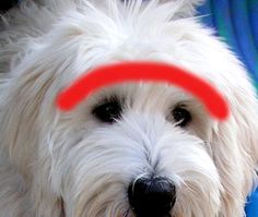 a white dog with a red circle on it's head