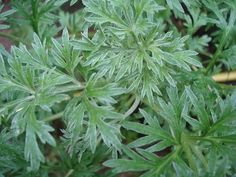 a close up of a plant with green leaves