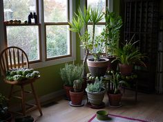 many potted plants are sitting in front of a window on a wooden floor next to a chair