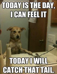 a dog sitting on top of a bed next to a person holding a cell phone